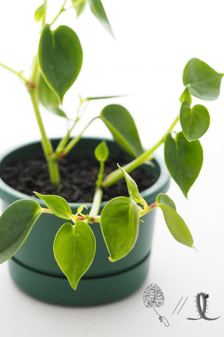 Cupid Peperomia (14cm pot)