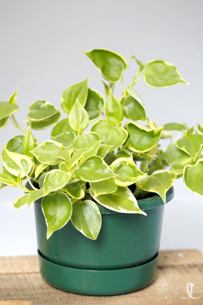 40+ Peperomia Scandens Stock Photos, Pictures & Royalty-Free Images - iStock